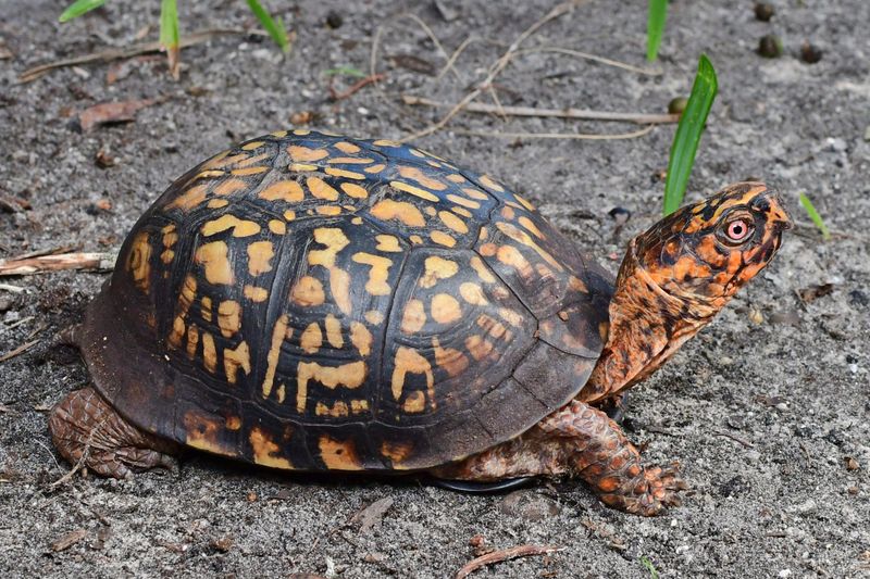 The Adaptable Eastern Box Turtle