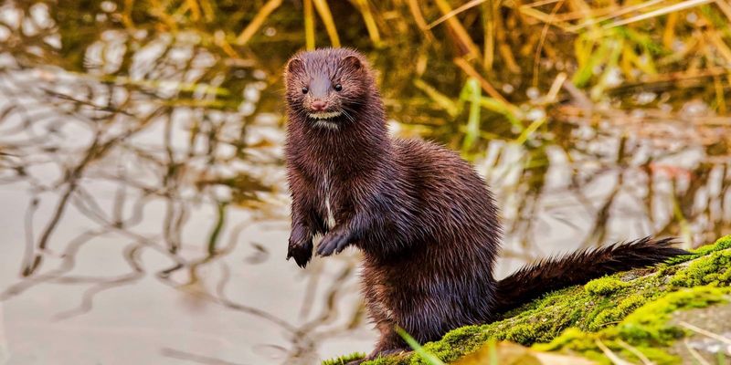 The Sleek Hunter: American Mink