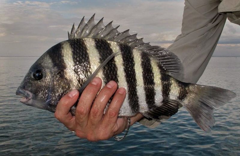 The Armored Fighter: Sheepshead