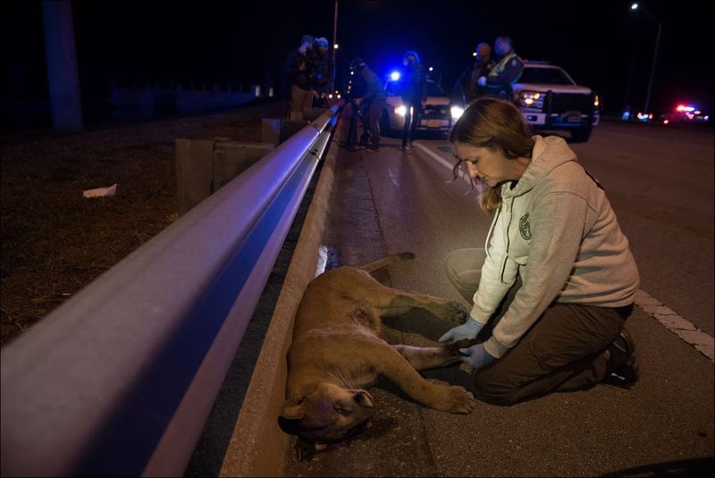 Roadkill Crisis Decimating Panthers