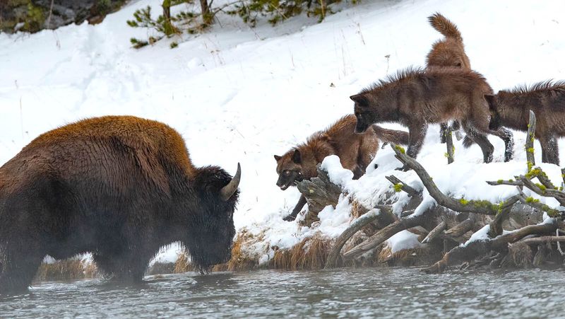 Revolutionary Hunting Tactics