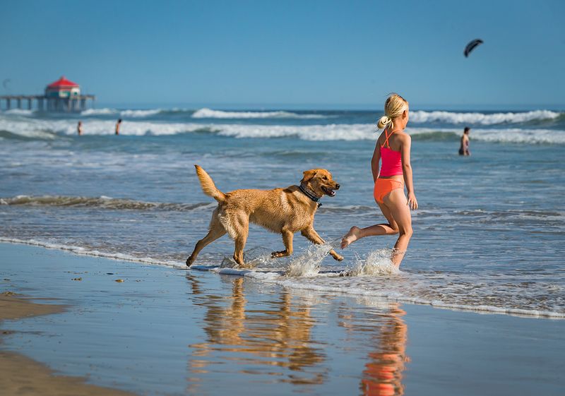 Municipal Maze: When Dog Rules Change At City Limits
