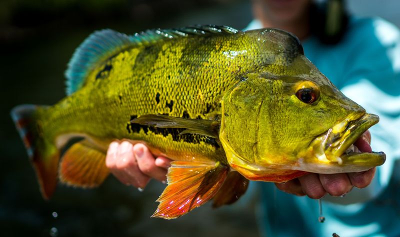 The Colorful Fighter: Peacock Bass
