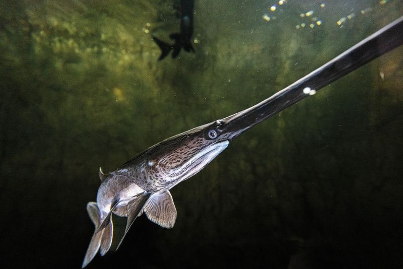 The Spoonbill Swimmer: Paddlefish