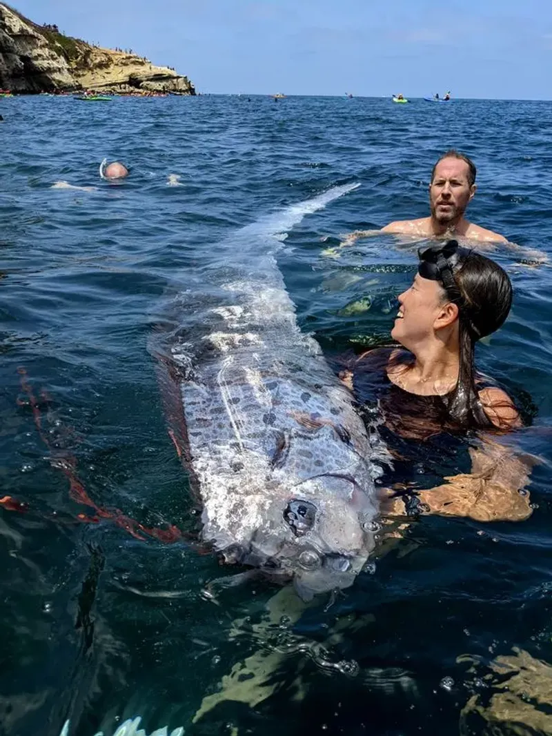 The Sea Serpent: Deep-Sea Oarfish