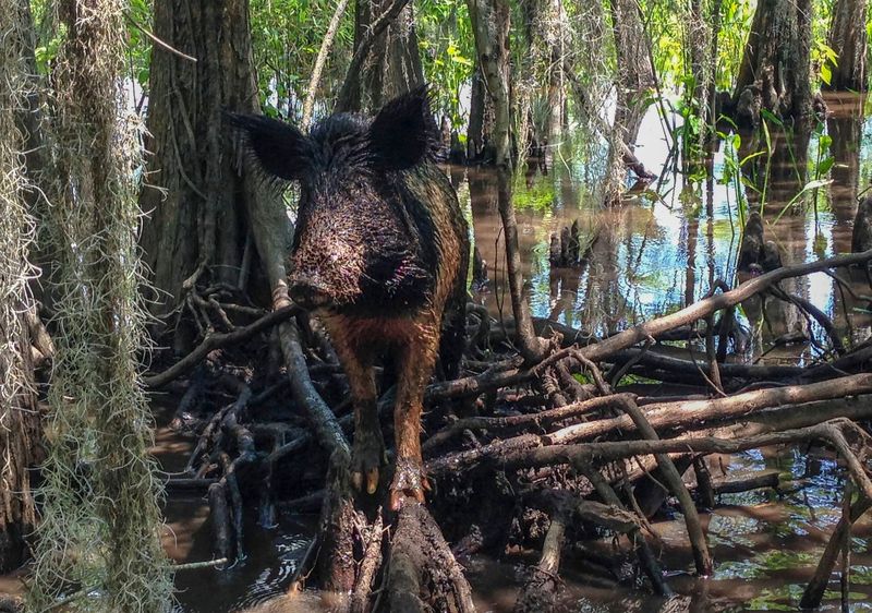 The Tusked Forager: Wild Boar