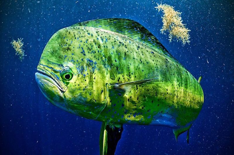 The Jumbo Prize: Mahi-Mahi