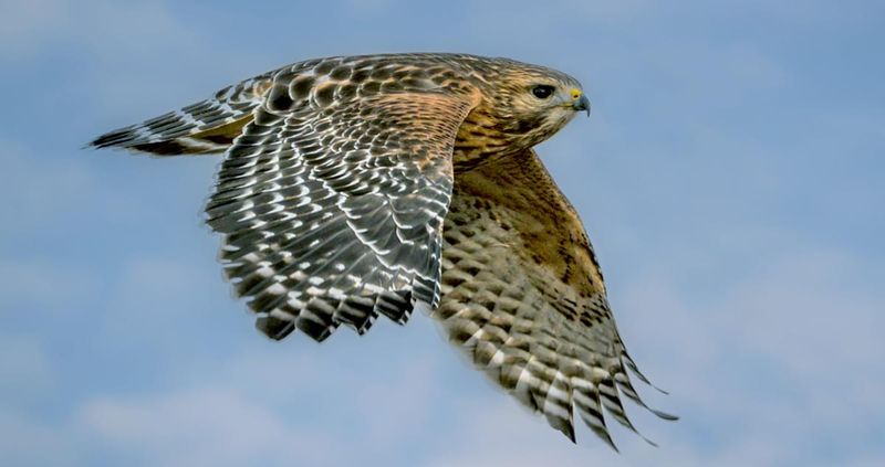 The Woodland Sentinel: Red-Shouldered Hawk