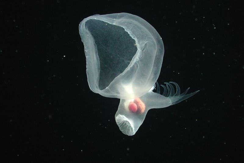 Ghost of the Abyss: Bathydevius caudactylus