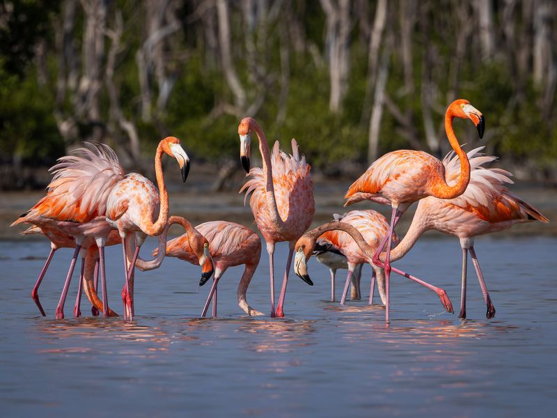A Secret Flamingo Haven