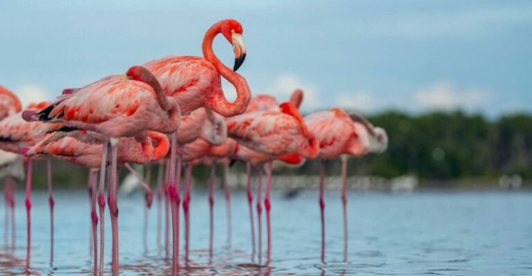 The Overlooked Florida Lake Where Flamingos Still Nest In The U.S.
