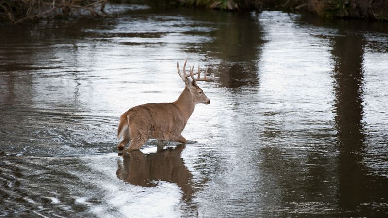 The Graceful Leaper: White-Tailed Deer