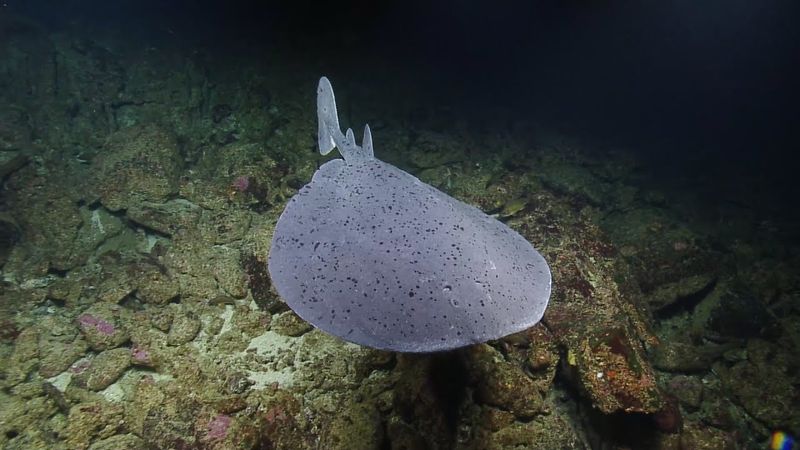 The Living Taser: Pacific Electric Ray