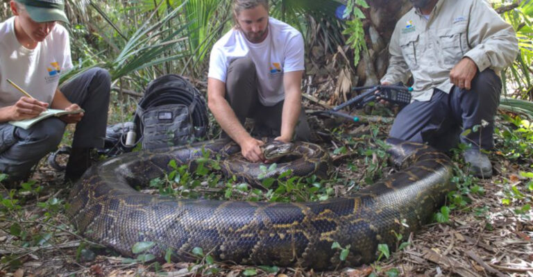 The Record-Breaking Python Found In Florida’s Everglades