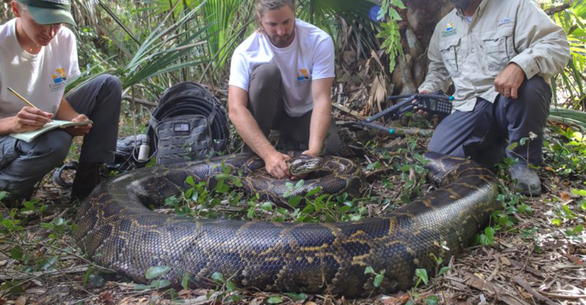 The Record-Breaking Python Found In Florida’s Everglades