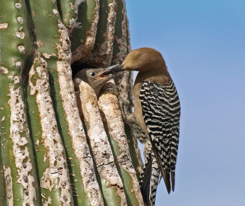 Gila Woodpecker: The Cactus Apartment Developer