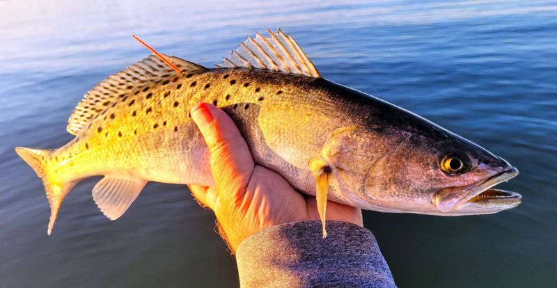 The Speckled Beauty: Spotted Seatrout