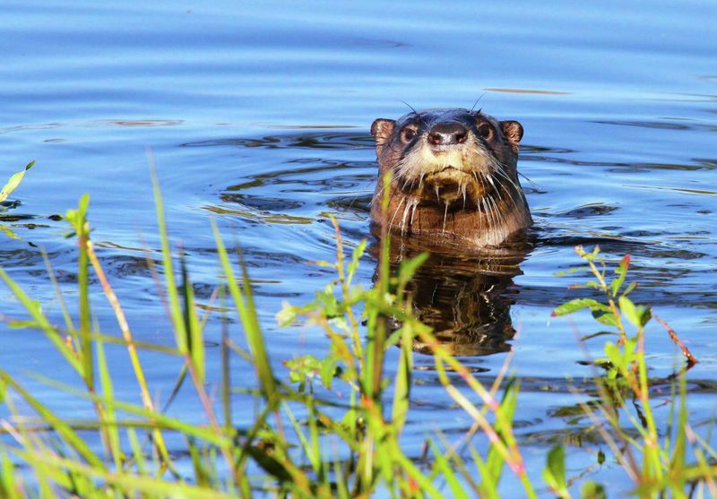 The Playful Swimmer: River Otter