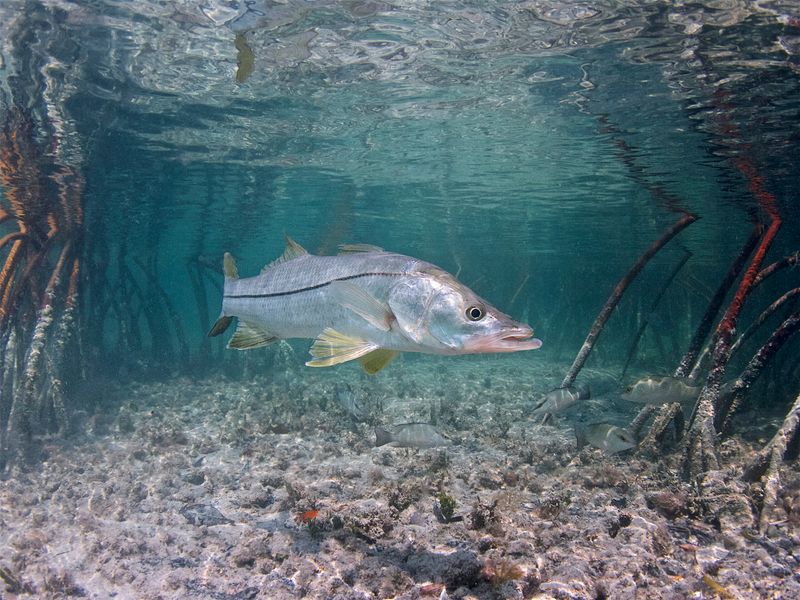 The Acrobatic Powerhouse: Snook