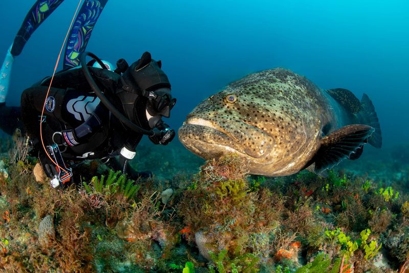 The Gentle Giant: Goliath Grouper