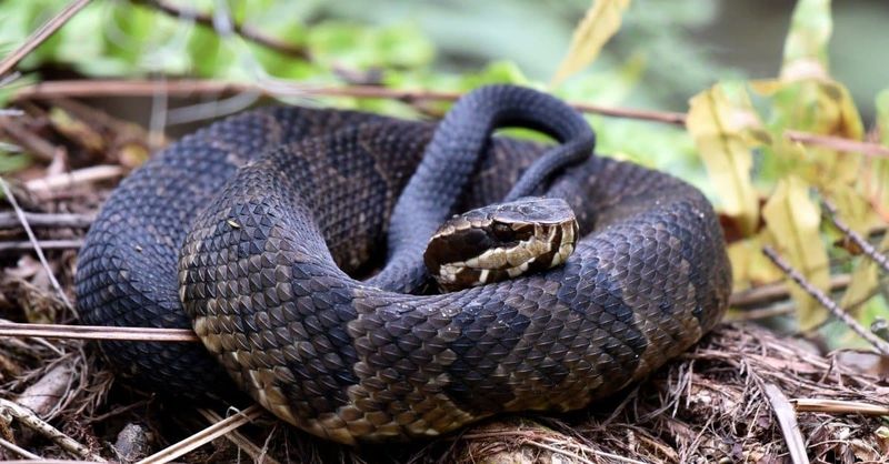 The Venomous Lurker: Cottonmouth