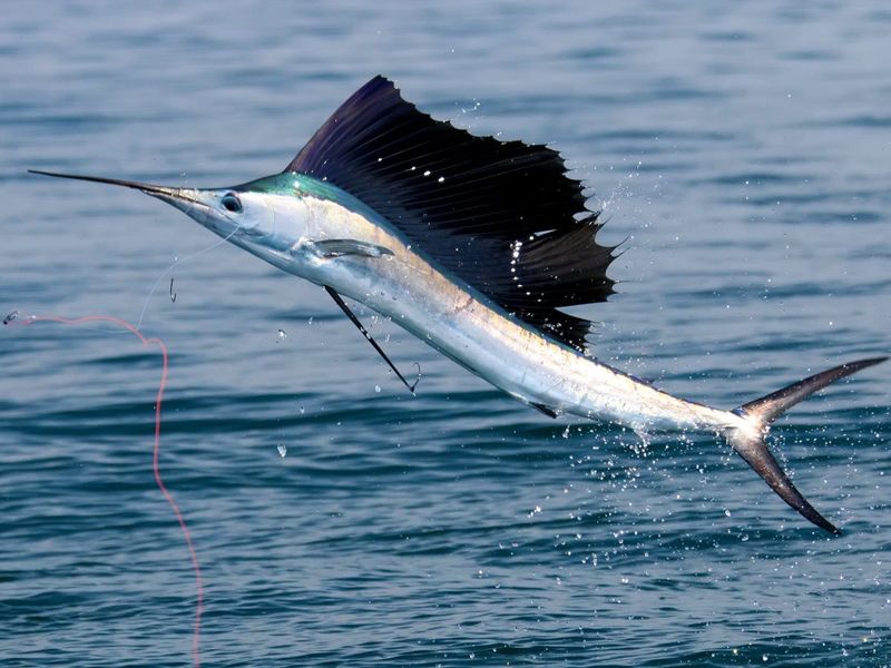 The Mighty Sailfish: Ocean Speedster