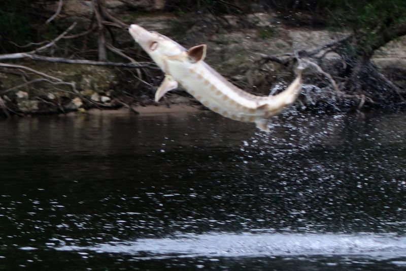The Armored Giant: Gulf Sturgeon