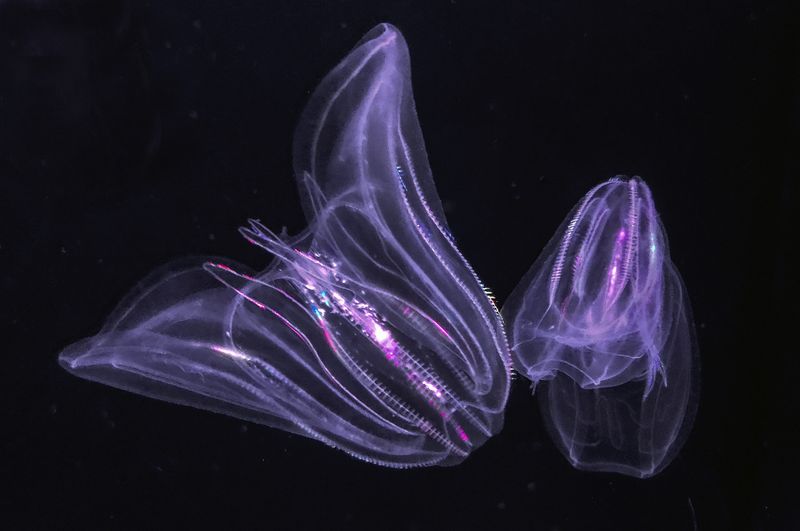 Jelly Jewels: Mnemiopsis leidyi (Sea Walnut)