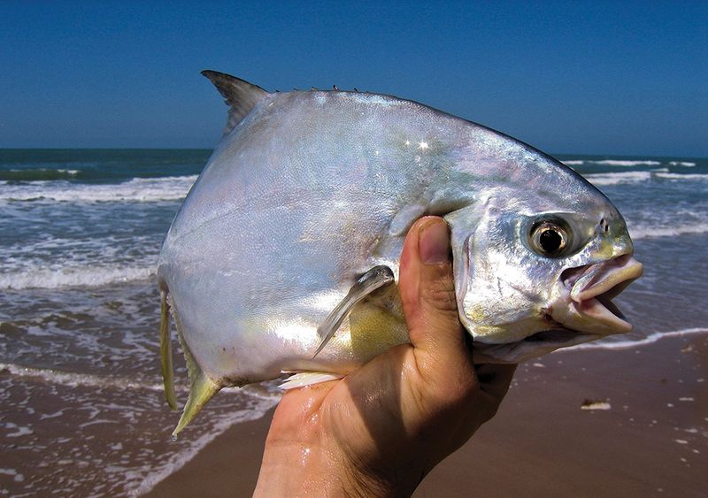 The Bottom Dweller: Florida Pompano