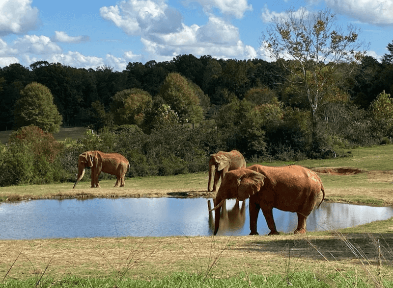 North Carolina Zoo – A Natural Wonderland in Asheboro