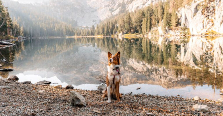 The Top 10 Dog-Friendly California Road Trips (From The Beach To The Mountains)
