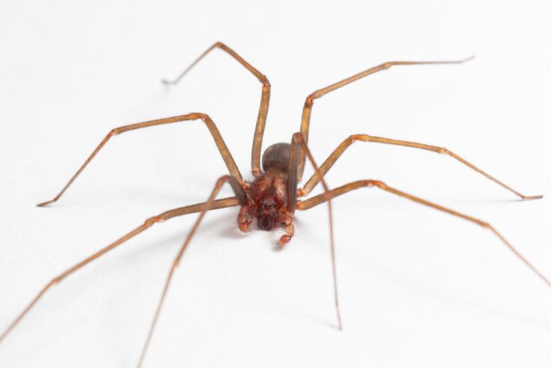 Warning Signs Of A Brown Recluse Infestation