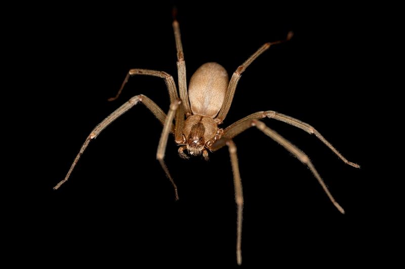 Physical Characteristics That Set Brown Recluses Apart
