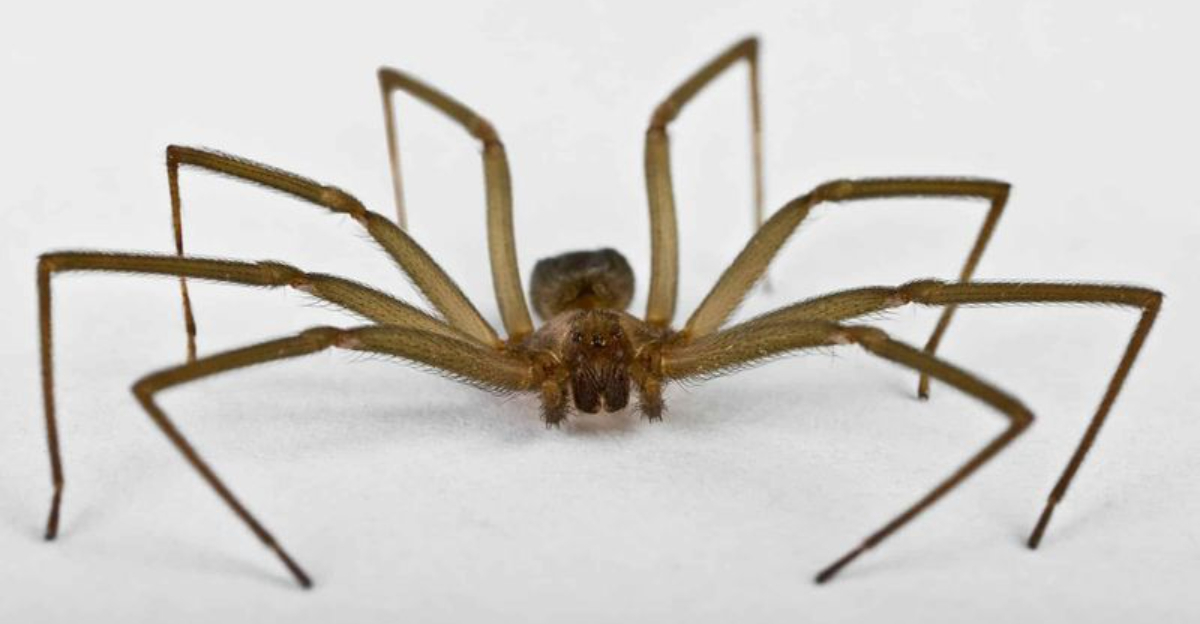 The Truth About Illinois’s Brown Recluse Spiders You Need To Know