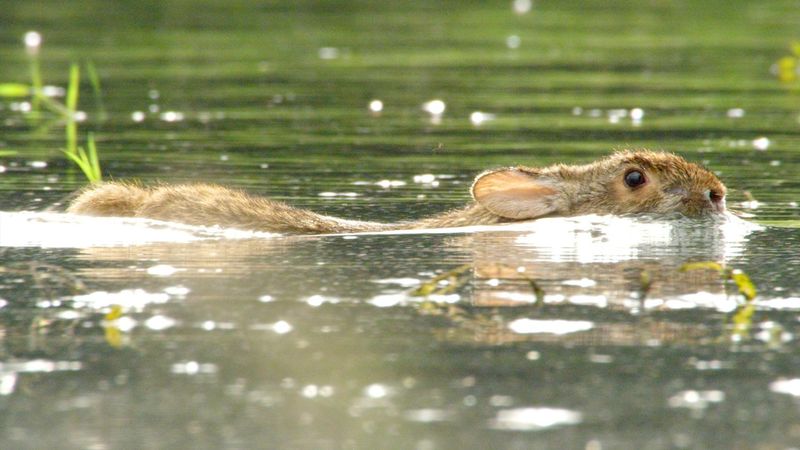 The Nimble Hopper: Swamp Rabbit