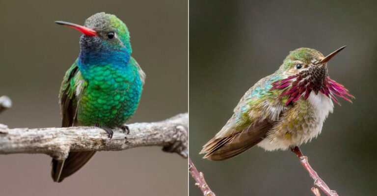 The Ultimate Guide To Identifying Hummingbirds In East Tennessee