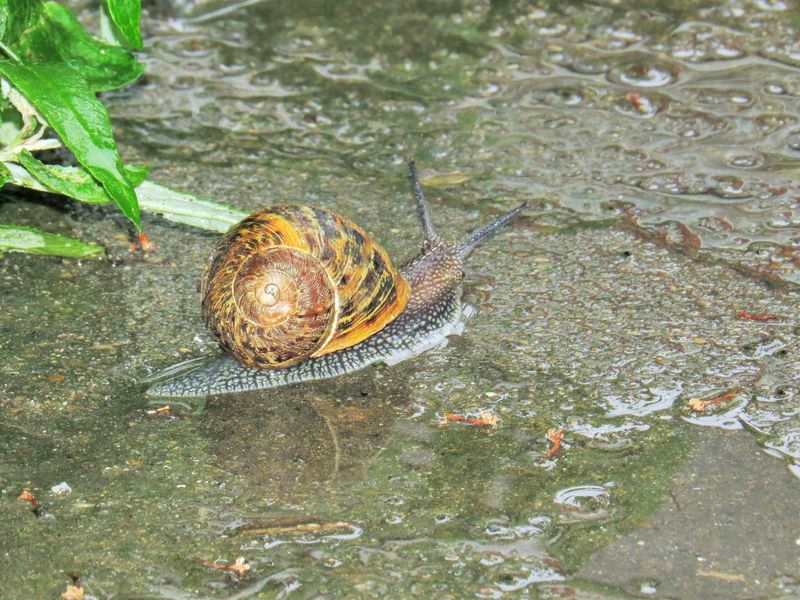 The Tiny Survivor: American Bald Cypress Snail