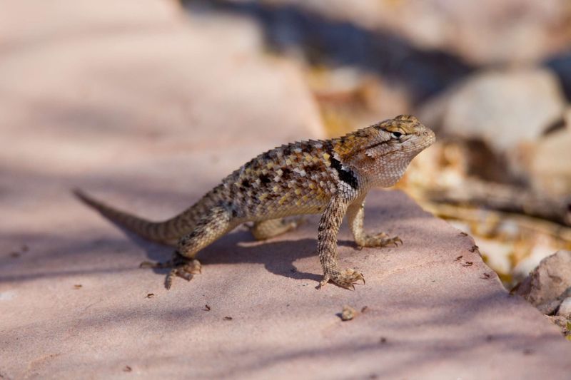 Desert Spiny Lizard: The Pushup Champion