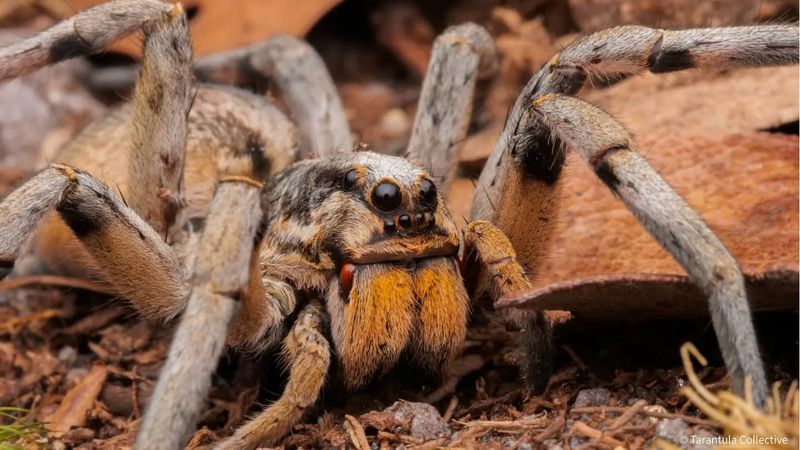 Carolina Wolf Spider