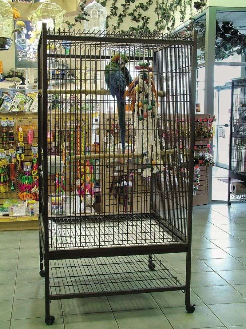 Cage Size Regulations