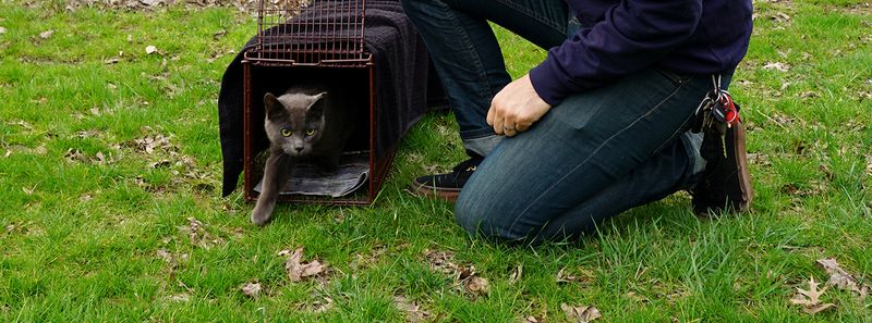 TNR Programs Are Helping Control Feral Cats