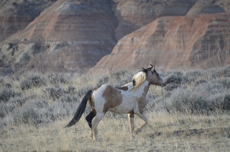 McCullough Peaks, Wyoming