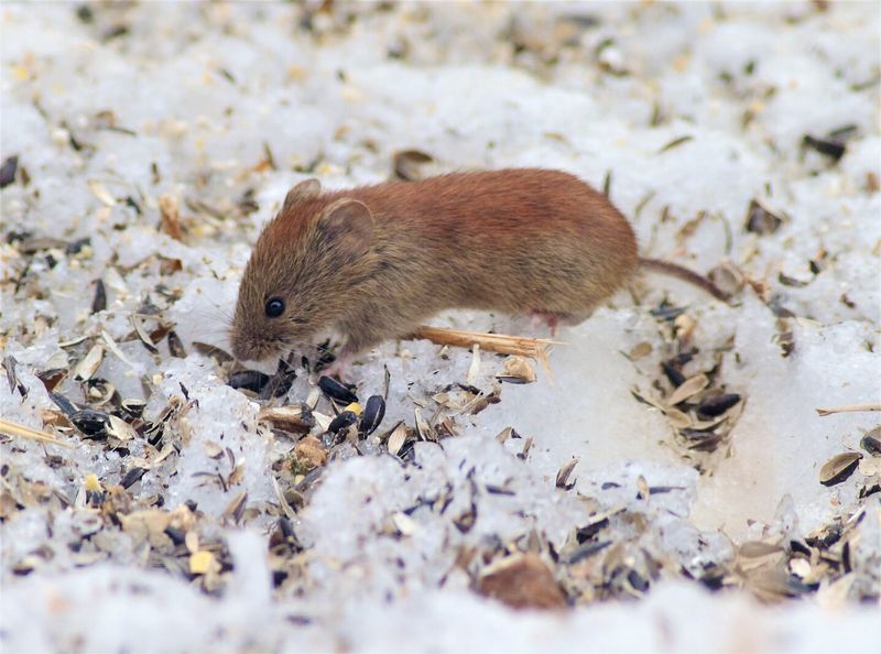 Southern Red-Backed Vole