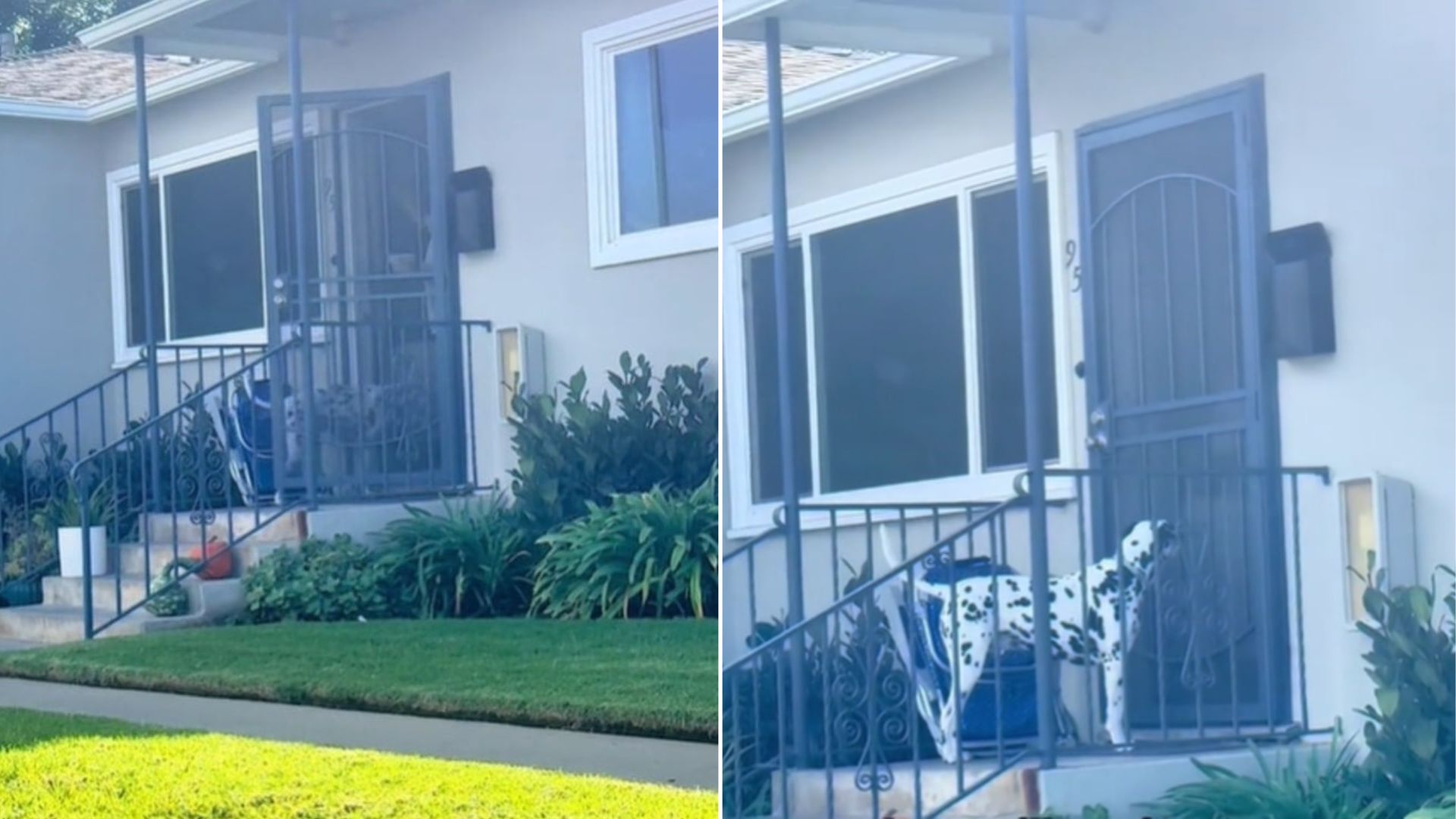 This California Dalmatian Waits Outside A Neighbor’s Door Every Day For The Sweetest Reason
