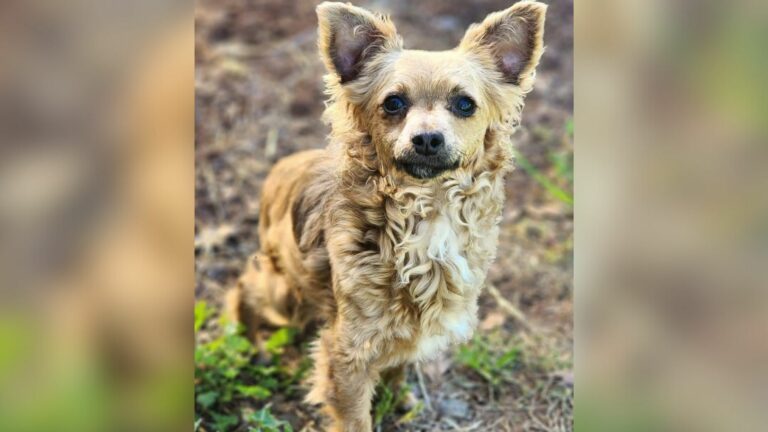 cute tiny dog