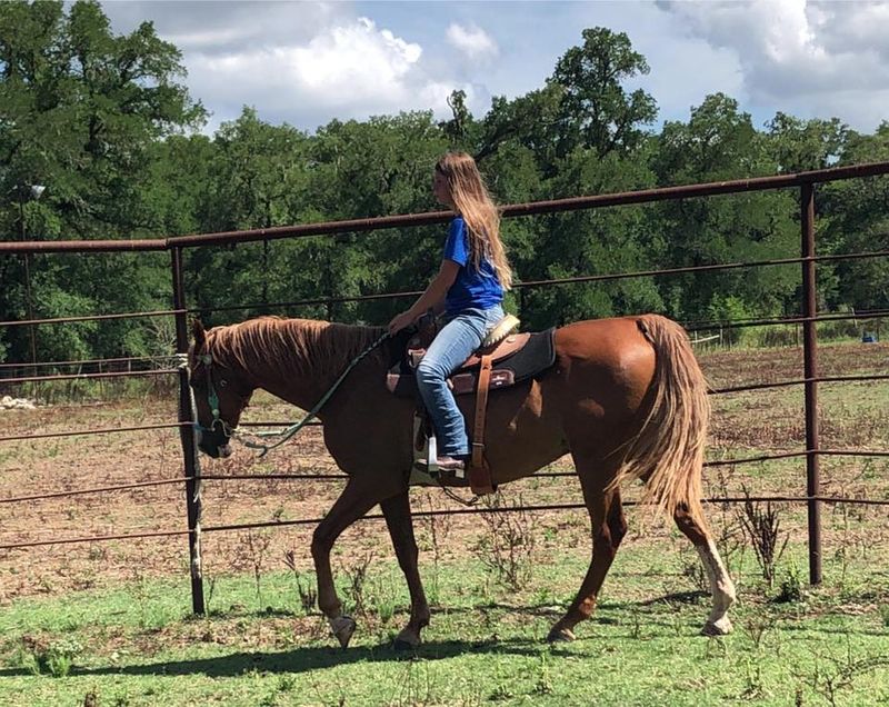 American Saddlebred