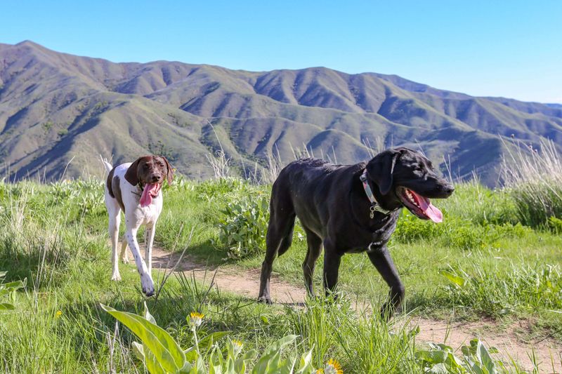 Military Reserve Trails – Boise Foothills