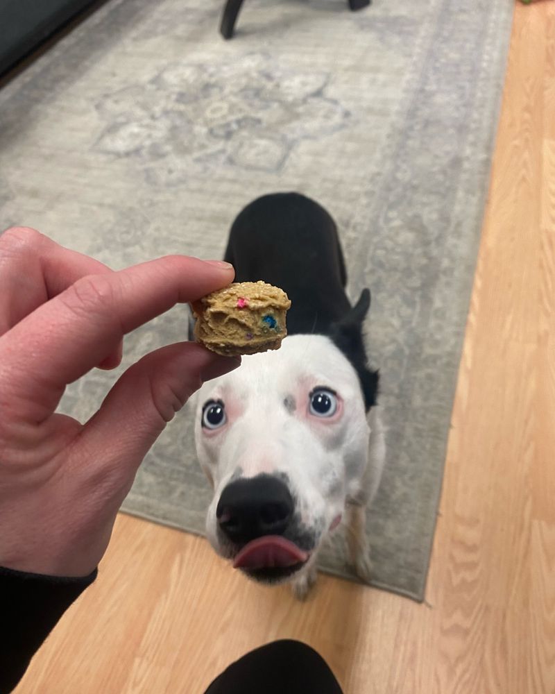 Lazy Dog Cookie Co.: California's Mail-Order Masterpieces