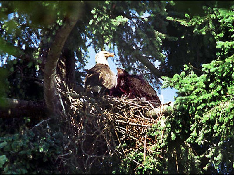 All-Inclusive Bald Eagles Nesting Area Tour From Seattle