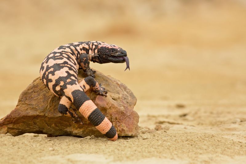 Gila Monster: The Desert's Painted Dragon